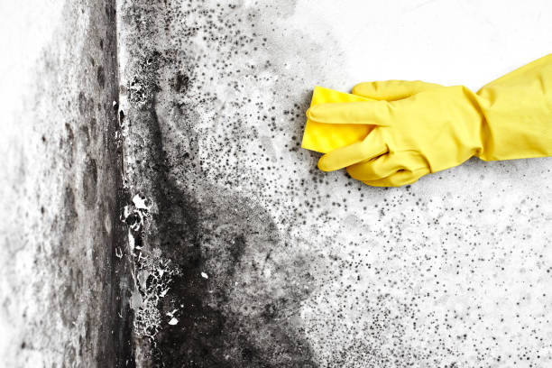 Best Emergency Mold Remediation  in North Barrington, IL