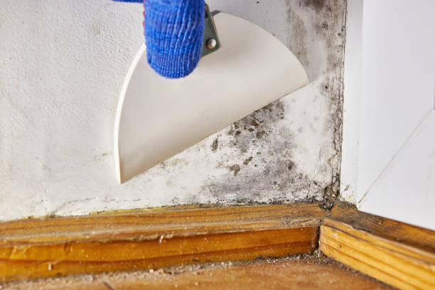 Best Comprehensive Air Testing for Mold Contaminants  in North Barrington, IL